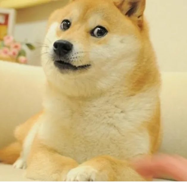 Doge image of a Shiba Inu